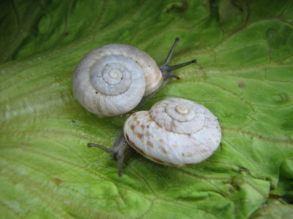 Marmorana (Ambigua) fuscolabiata (Rossmässler, 1842)